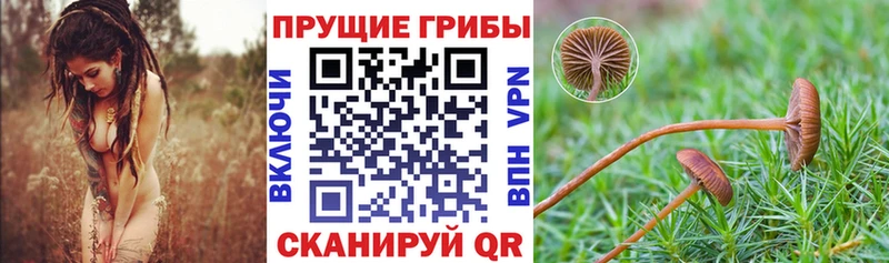Купить  Горно-Алтайск  Псилоцибиновые грибы GOLDEN TEACHER 